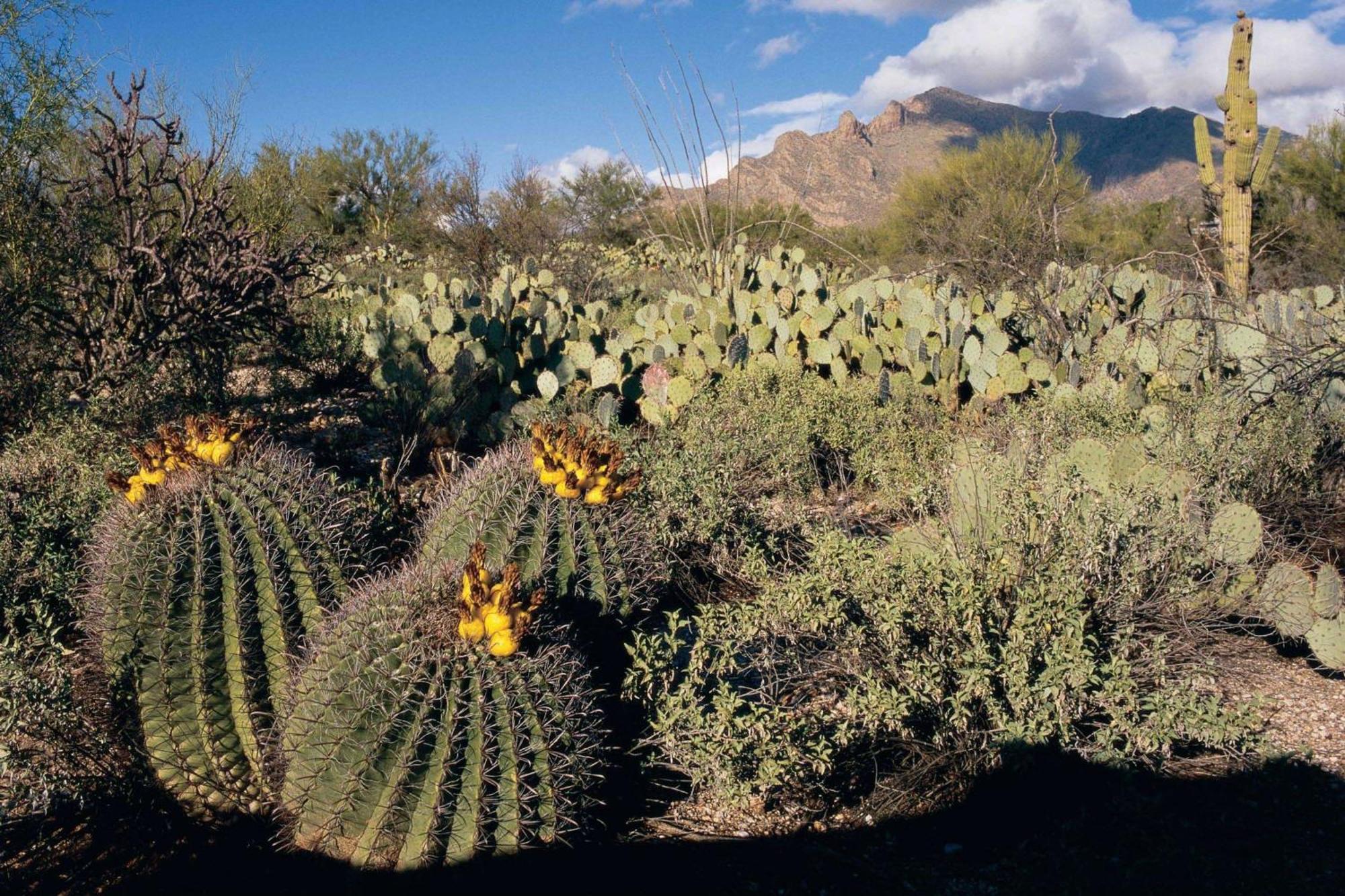 Westward Look Wyndham Grand & Resort Casas Adobes