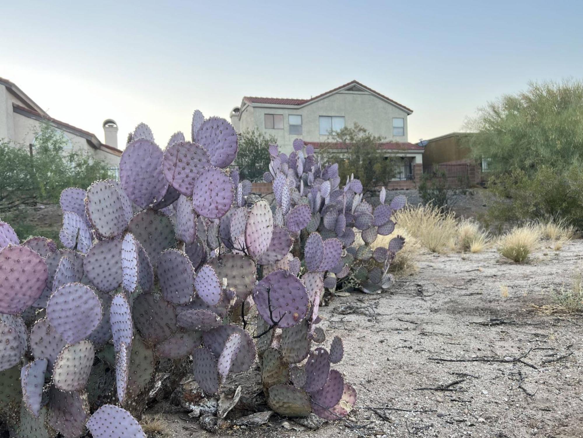 Private - Billiards, Mountain Views, Private Desert Access, Hoa Pool & Spa, Bbq, At Lambert Park - Bourbondale Tucson