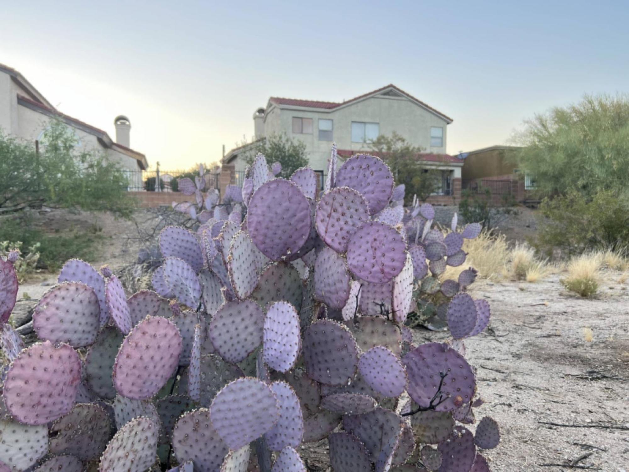 Private - Billiards, Mountain Views, Private Desert Access, Hoa Pool & Spa, Bbq, At Lambert Park - Bourbondale Holiday home *