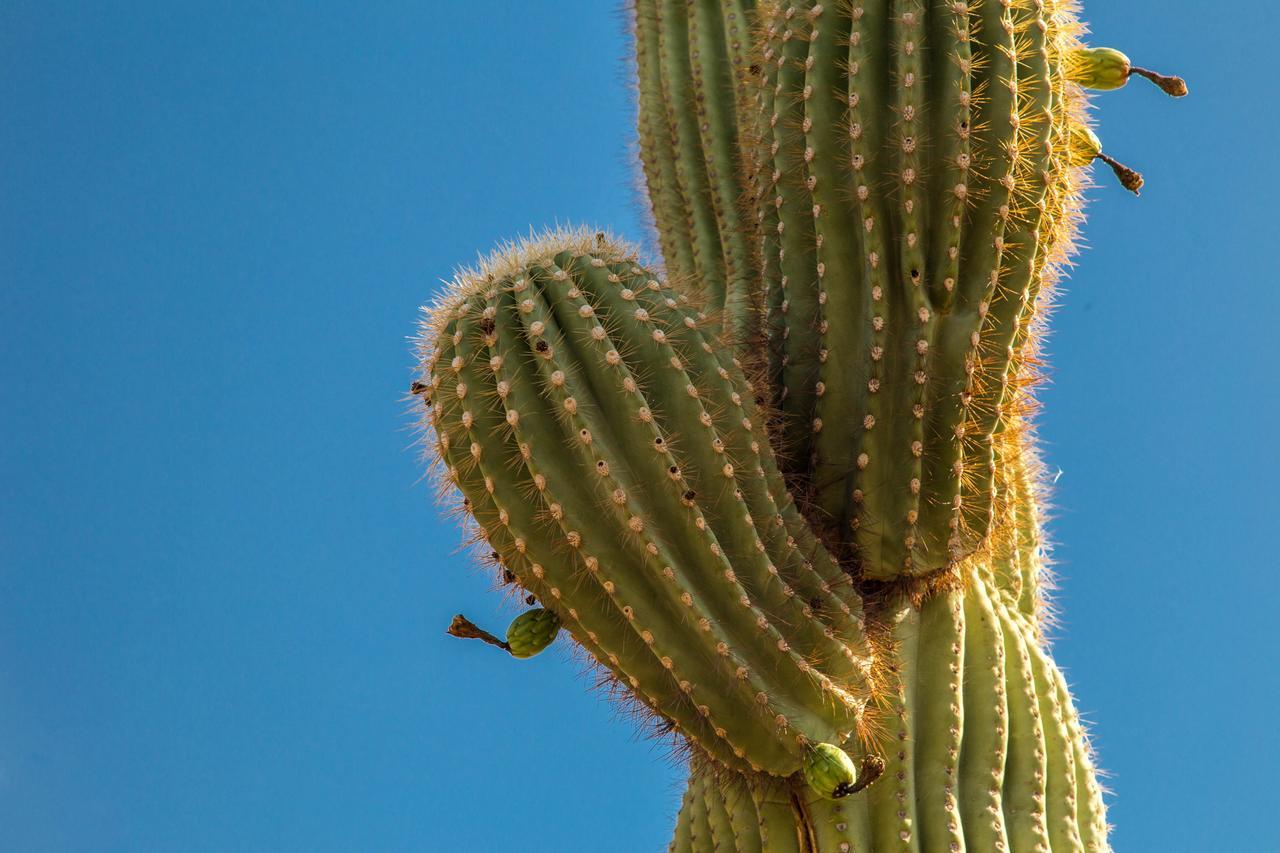 Esplendora * Tucson