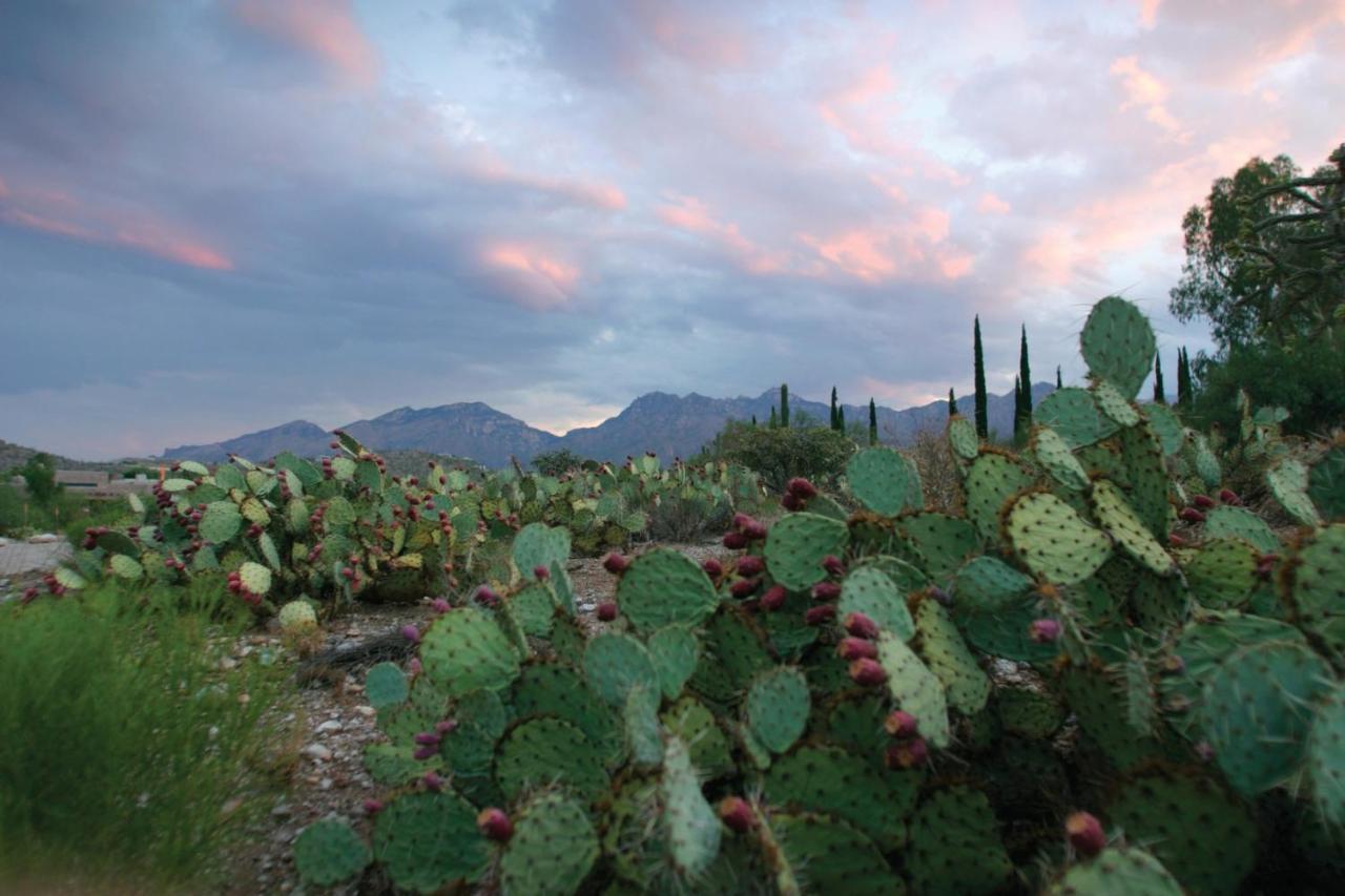 Resort Canyon Ranch Tucson Mount Lemmont