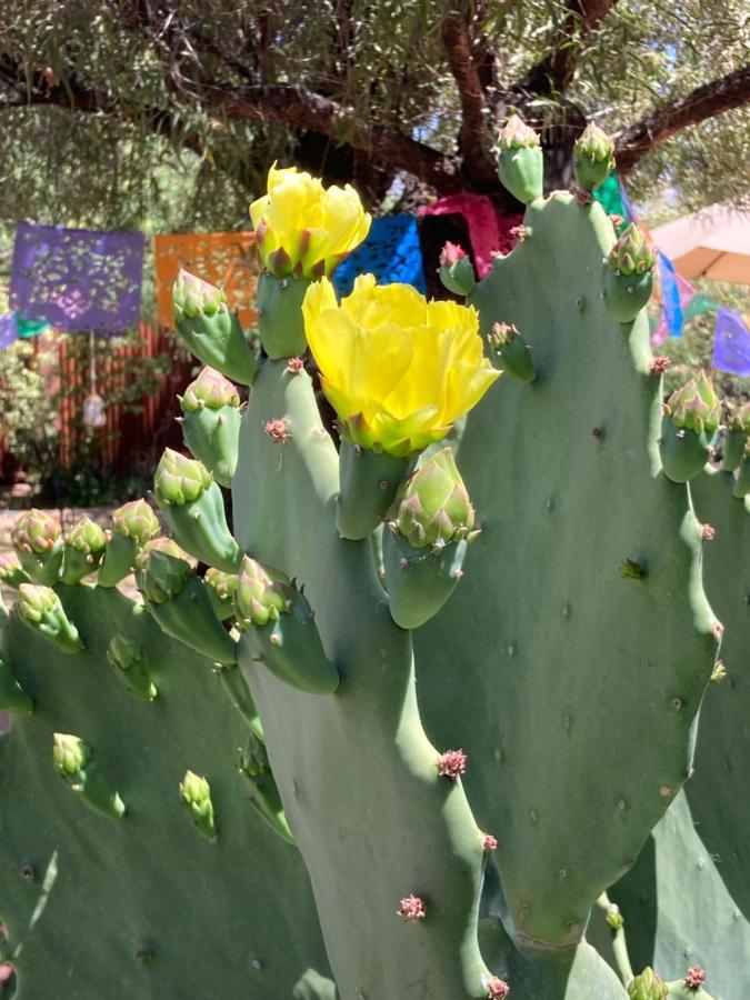 Casa Azul: Pet-friendly Adobe Oasis In Location Holiday home *