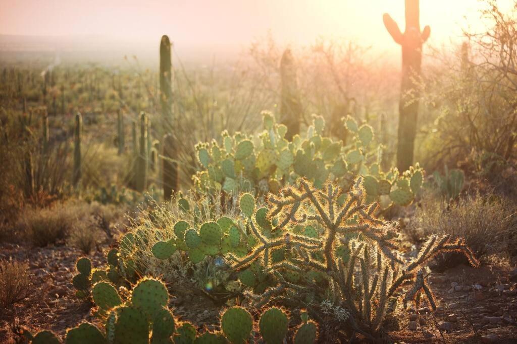 Modern Historic 1900 Adobe In Downtown, Summer Rates! Tucson